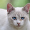 Blue eyes*