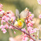 河津桜にメジロ