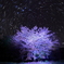 夜光樹