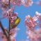 桜ジロ
