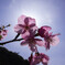 つくみの桜