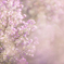 Beautiful flower