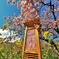 本場の河津桜