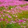 秋桜