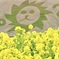 ･*:.｡ ｡.:* 菜の花 2020  ･ﾟ✽.｡.:*・ﾟ