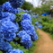 西新宿 花菖蒲園の紫陽花