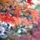 清林寺