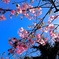 桜見つけた〜
