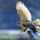 鷹狩。。鳩の尾を掴む