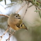 Goldcrest