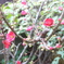 何かの花