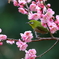 今年もウメジロー