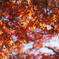 紅葉16 2019 FUJINON F2.8 3.5cm/EPM1