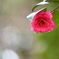 山茶花