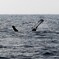 ザトウクジラ