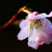 花びら染めて