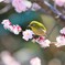 メジロの春の朝