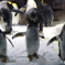 海遊館のペンギン達