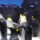 海遊館のペンギン