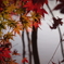 紅葉17 2019 FUJINON F2.8 3.5cm/EPM1