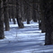 Snow forest