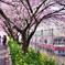 三浦海岸河津桜