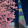 「東武橋からの東京スカイツリー×河津桜」