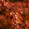 氷川渓谷の紅葉