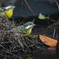 Yellow bellied tit