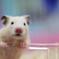 RAINBOW MOUSE
