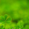 CLOVER