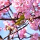 桜とメジロ