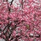 梅の花とメジロ
