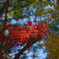 紅葉
