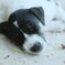 Sleeping puppy on the beach