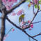 春が来るような夢を見て…