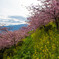 あぐりパーク嵯峨山苑