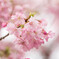 河津桜たん