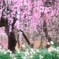 今はもう春・・・