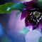 夜の花2