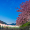 河津桜並木