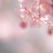 桜色♡