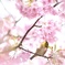 メジロの花見