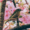 河津桜と仲間