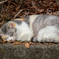 猫の日ですね～=^_^=