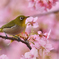 お花見メジロ