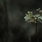 渇きの森 其の参 ～枯れ紫陽花～