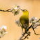 いつもの公園「黄金の春鳥」