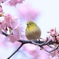 春、ほのぼの