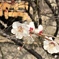 上野五條天神社